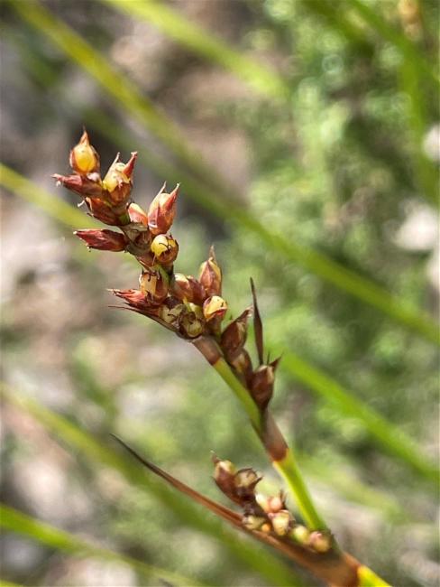 Lepidosperma