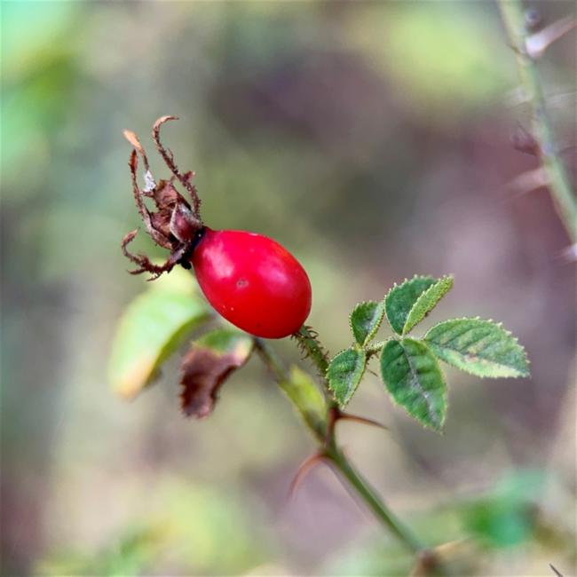 Rosa rubiginosa (Sweet-brier) (alternate view 11)