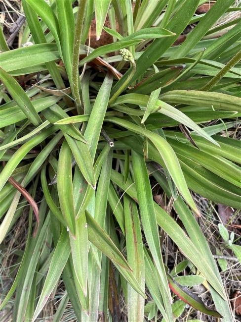 Stylidium armeria (Thrift-leaved Triggerplant) (alternate view 11)