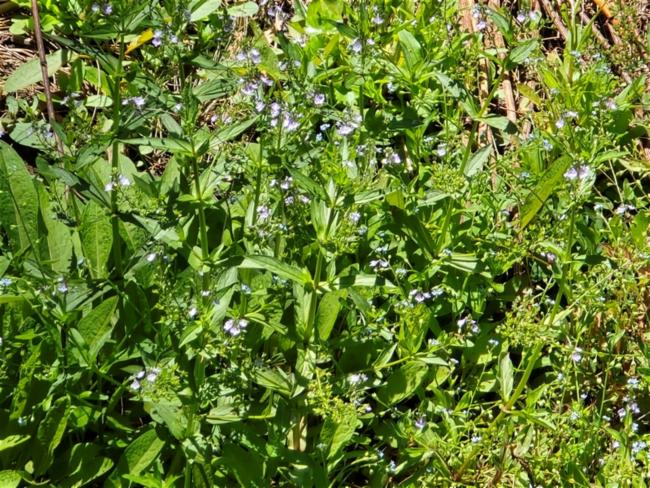 Veronica anagallis-aquatica (blue water-speedwell) (alternate view 11)