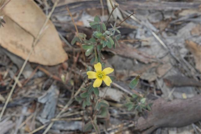 Oxalis perennans (woody-root woodsorrel) (alternate view 11)