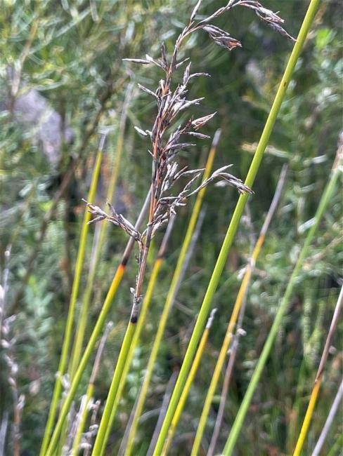 Lepidosperma (alternate view 2)