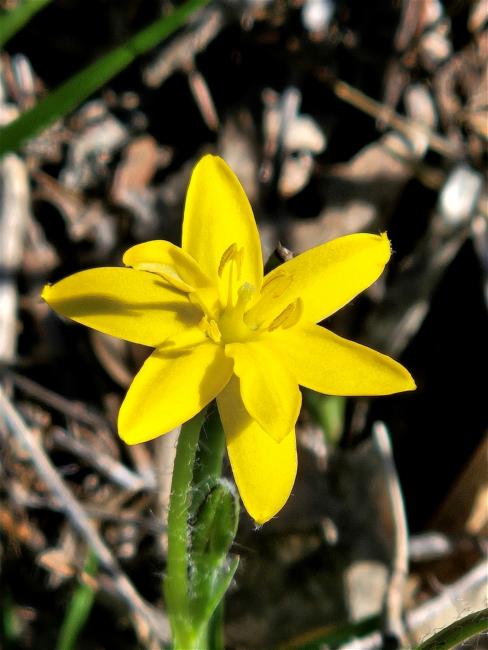 Hypoxis hygrometrica (Golden Weather-grass) (alternate view 12)