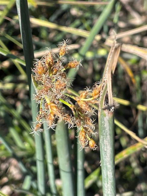 Schoenoplectus tabernaemontani (Soft-stem Bullrush) (alternate view 4)