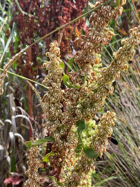 Rumex crispus (curly-leaved dock) (alternate view 11)