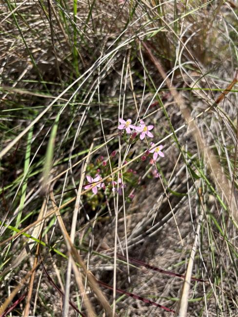 Centaurium (Centauries) (alternate view 4)