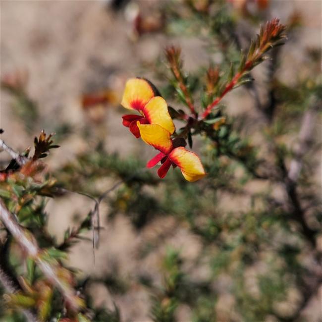 Dillwynia phylicoides (small-leaf parrot-pea) (alternate view 10)