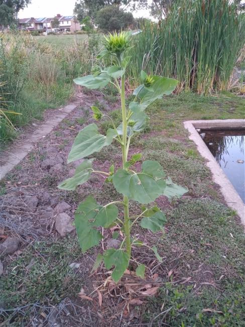 Helianthus annuus (Common Sunflower) (alternate view 8)