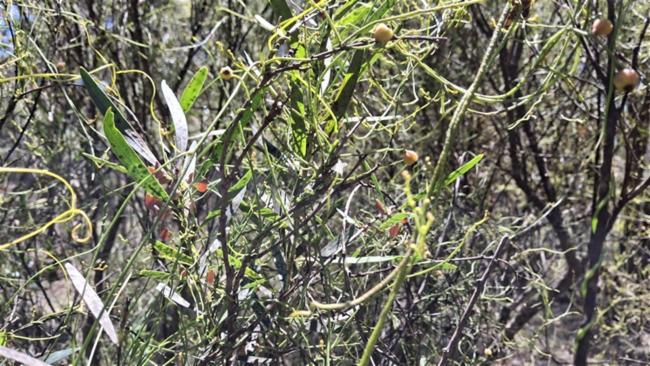 Cassytha melantha (Coarse Dodder-laurel) (alternate view 8)