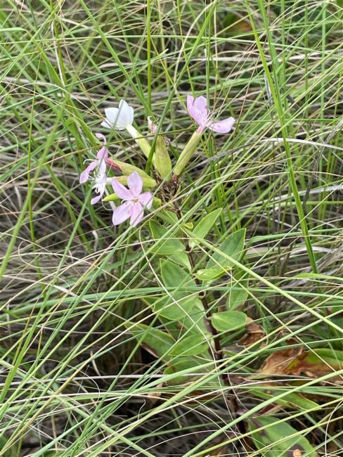 Saponaria officinalis (common soapwort) (alternate view 12)