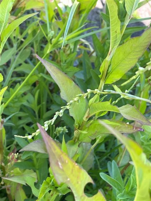 Persicaria hydropiper (waterpepper) (alternate view 12)