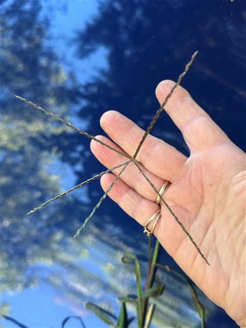 Digitaria sanguinalis (Hairy Crabgrass)