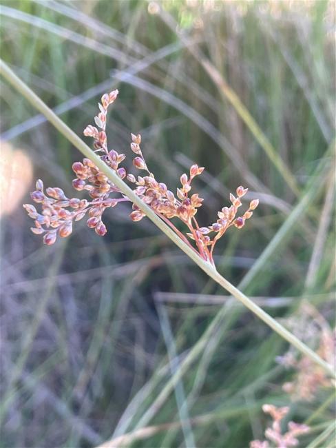 Juncus usitatus (australian rush) (alternate view 11)