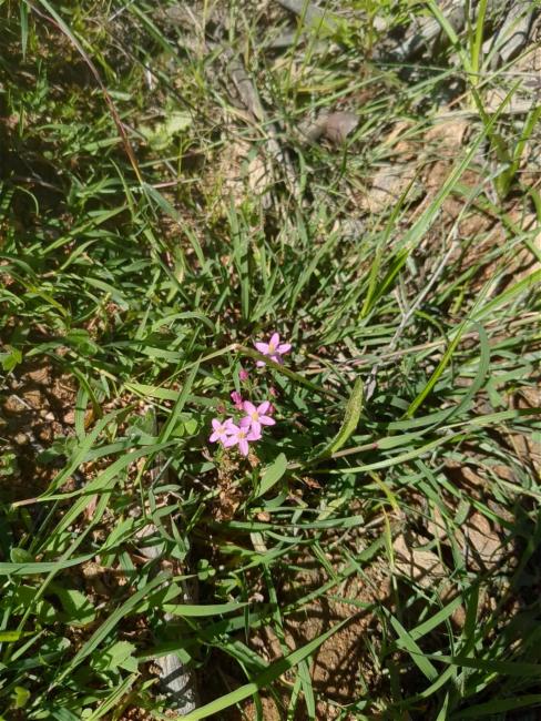 Centaurium (Centauries) (alternate view 2)