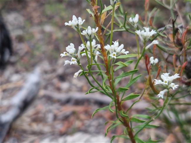 Conospermum taxifolium (Paint Brush) (alternate view 11)
