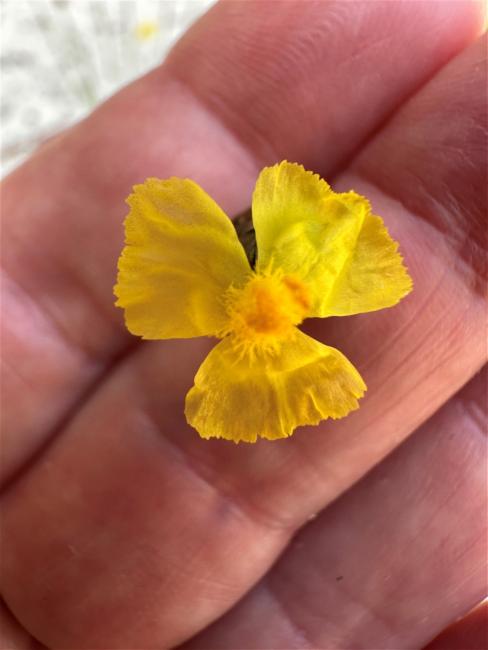 Xyris (Yellow-eyed Grasses)