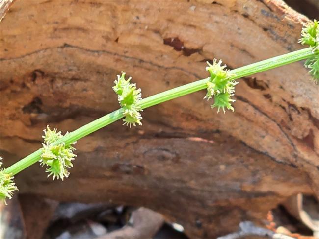 Rumex brownii (Slender Dock) (alternate view 12)