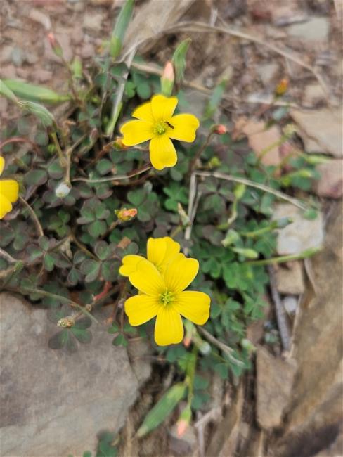 Oxalis exilis (least yellow-sorrel) (alternate view 11)