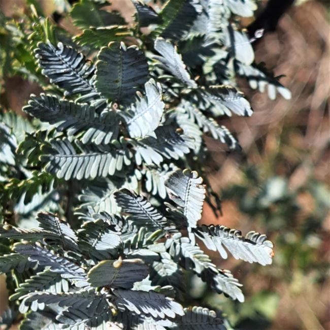 Acacia baileyana (Cootamundra wattle) (alternate view 12)