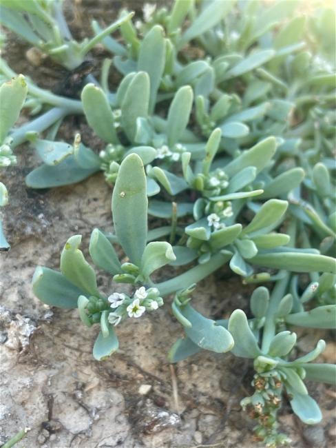 Heliotropium (Heliotropes)