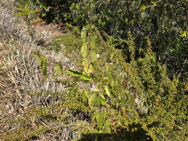 Ulmus minor (Field Elm) (alternate view 12)