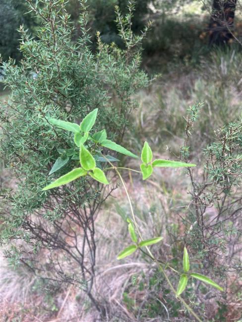 Clematis aristata (Australian Clematis) (alternate view 11)