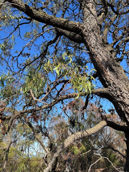 Acacia implexa (Lightwood) (alternate view 11)