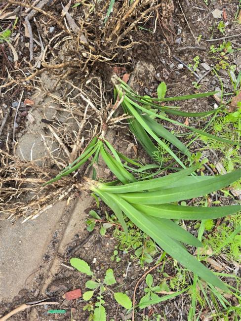 Agapanthus praecox (blue lily) (alternate view 14)