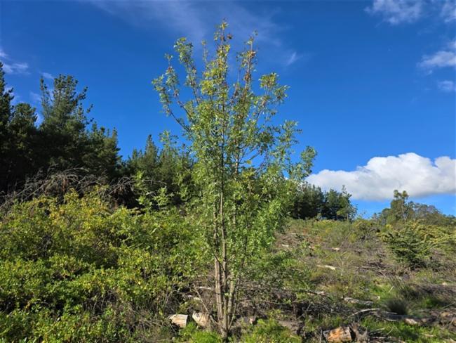Fraxinus angustifolia (Narrow-leaved Ash) (alternate view 10)