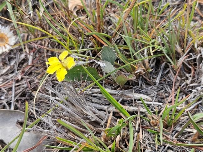 Goodenia (goodenias) (alternate view 2)