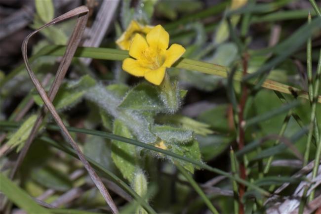 Erythranthe (monkeyflowers)