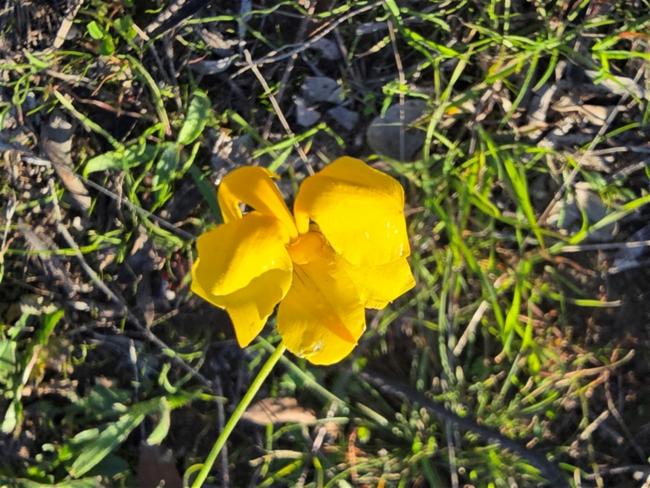 Goodenia pinnatifida (scrambled eggs) (alternate view 12)