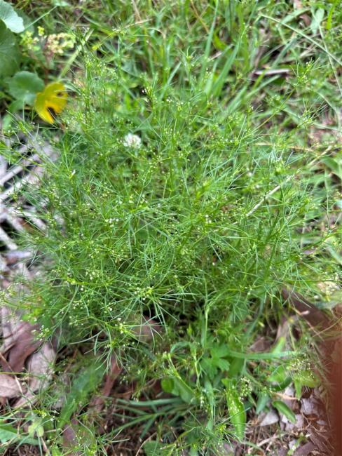 Platysace linearifolia (Carrot Tops) (alternate view 12)