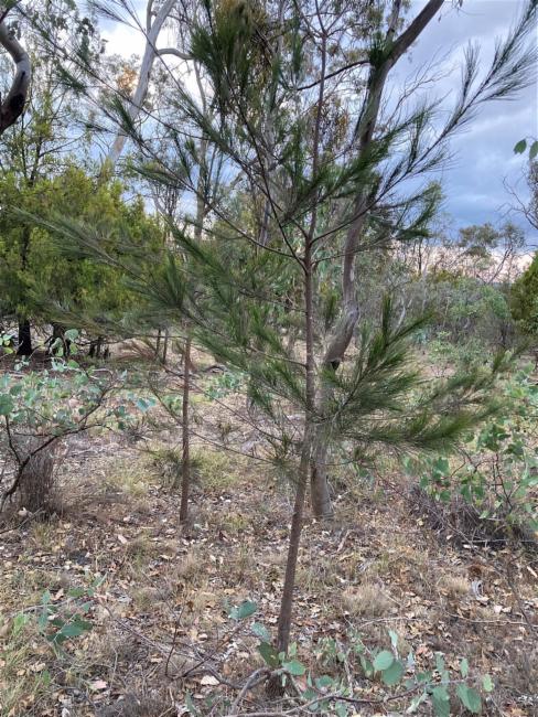Allocasuarina littoralis (Black sheoak) (alternate view 13)