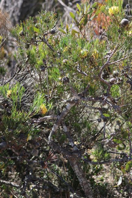 Isopogon anethifolius (Narrow-leaf Drumsticks) (alternate view 11)