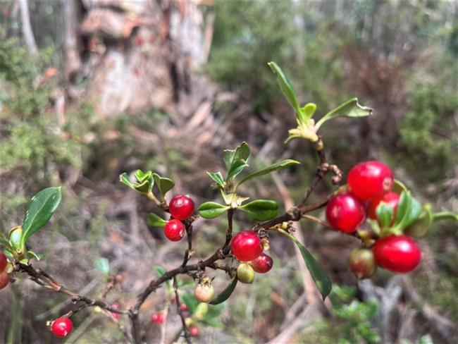 Coprosma hirtella (Rough Coprosma) (alternate view 7)