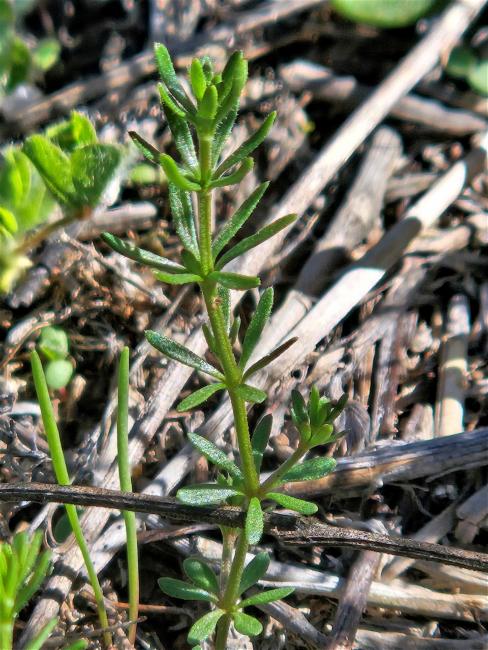 Asperula conferta (Common Woodruff) (alternate view 11)