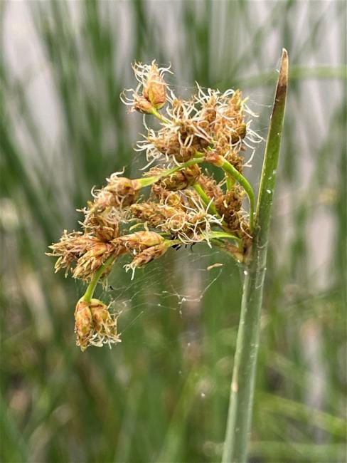 Schoenoplectus tabernaemontani (Soft-stem Bullrush) (alternate view 3)