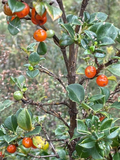 Coprosma hirtella (Rough Coprosma) (alternate view 8)