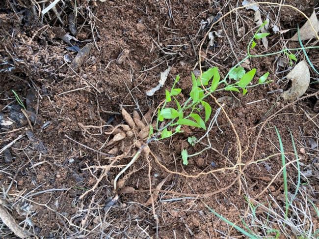 Asparagus asparagoides (Cape Smilax) (alternate view 11)