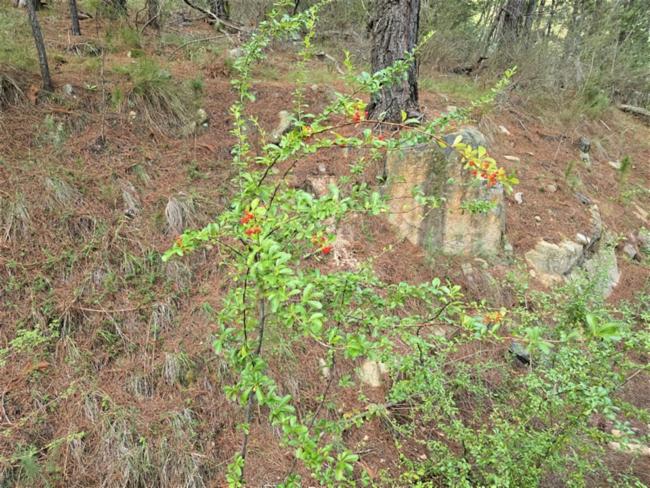 Pyracantha (firethorns) (alternate view 2)