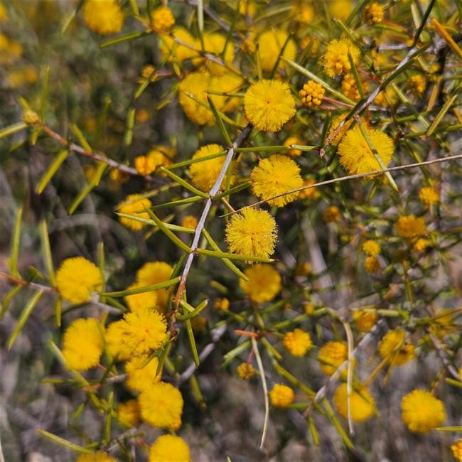 Acacia brownii (heath wattle) (alternate view 9)