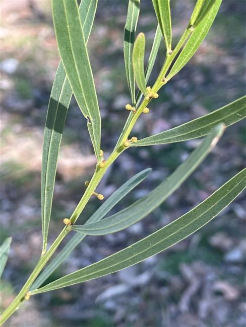 Acacia stricta (Hop wattle) (alternate view 9)