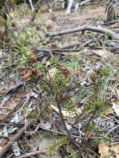Acacia ulicifolia (juniper wattle) (alternate view 11)