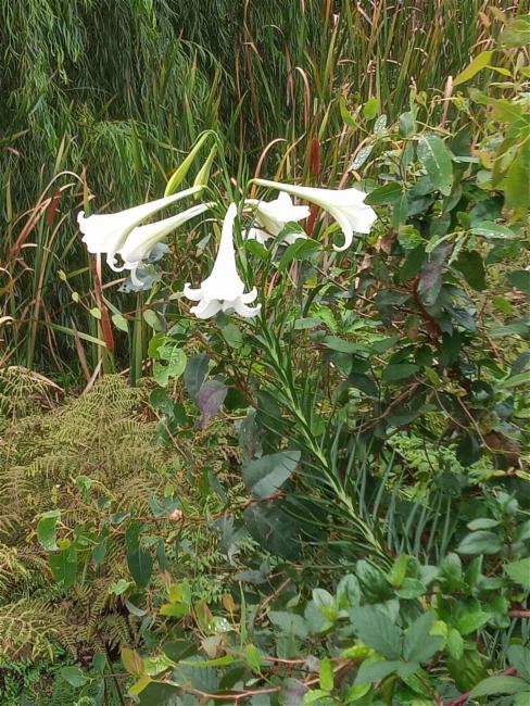 Lilium (true lilies)