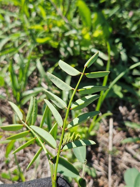 Indigofera australis (Australian Indigo) (alternate view 11)