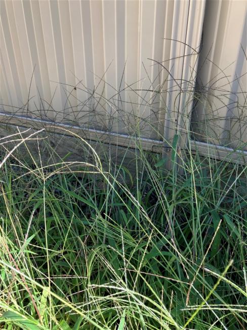 Digitaria sanguinalis (Hairy Crabgrass) (alternate view 2)