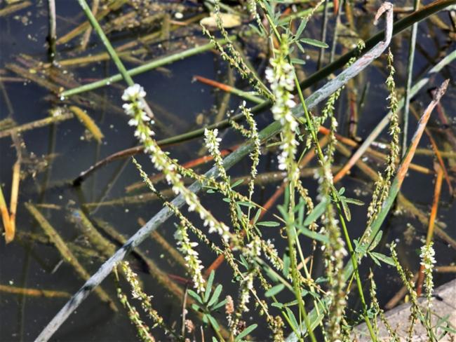 Melilotus (melilots and sweetclovers)