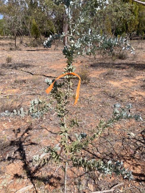 Acacia baileyana (Cootamundra wattle) (alternate view 13)