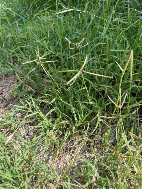 Cynodon dactylon (Bermuda Grass) (alternate view 2)